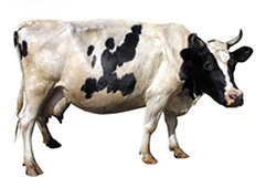 Комбикорма