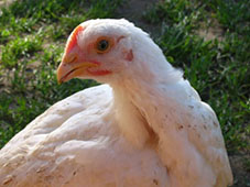 Комбикорма