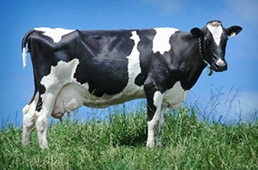 Комбикорма