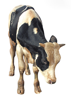 Комбикорма