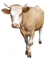 Комбикорма