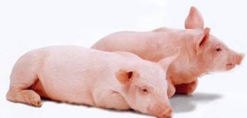 Комбикорма