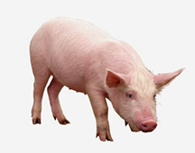 Комбикорма