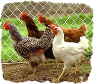 Комбикорма