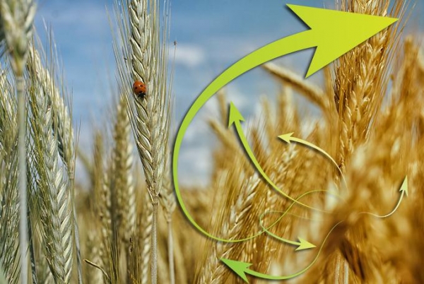 Перечень неплатежеспособных сельхозорганизаций Минской области, подлежащих финансовому оздоровлению